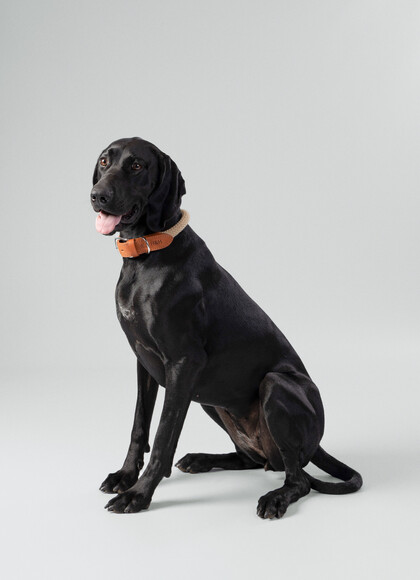 Rope and Leather Dog Collar - Small